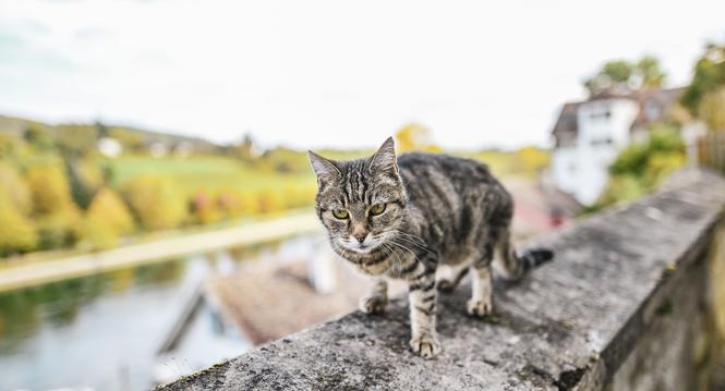 Themenbild Gemeinde Diessenhofen, eine Katze auf der Mauer hinter der Gemeindeverwaltung, am Montag, 14. Oktober 2024. (Melanie Duchene / Schaffhauser Nachrichten)