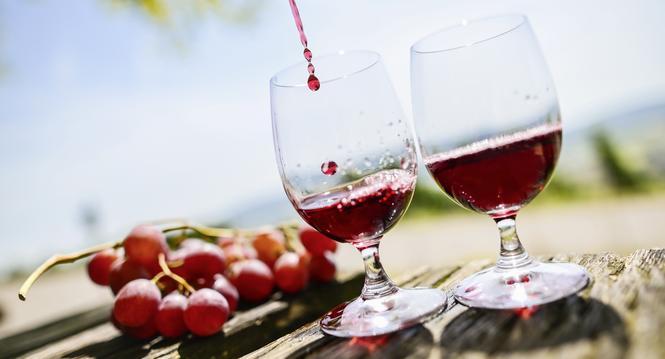 Themenbild Wein in den Rebbergen in Hallau fï¿ï¾¼r die Beilage Wein und Genuss, am Donnerstag, 14 August 2025. (Melanie Duchene / Schaffhauser Nachricht