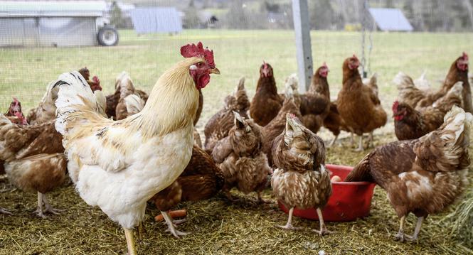 Zu Besuch bei Gefluegelzuechter Anno Lutke Schipholt auf dem Randenhof, Hof am Stei, in Siblingen. Wegen den Schutzvorschriften betreff Vogelgrippe duerfen die Huehner zur Zeit nicht nach draussen, am Montag, 08. Februar, 2021. (Melanie Duchene / Schaffha