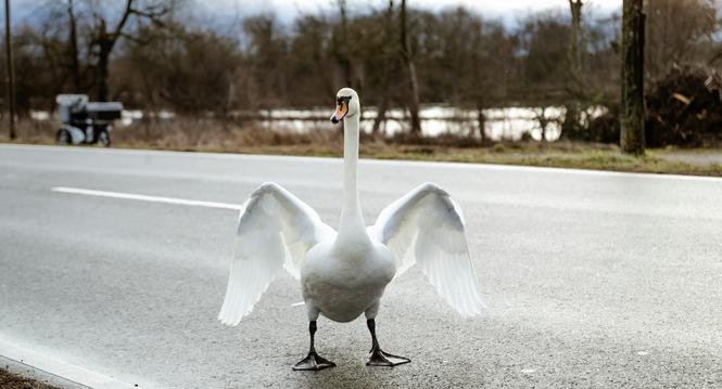 29 Schwaene wandern fast taeglich ueber die Schnellstrasse in Buesingen, Eva Kuendig hilft ihnen dabei sicher auf dem Feld anzukommen, dort fressen sie sich voll und gehen abends wieder in den Rhein, fotografiert am Freitag 26. Januar 2024, in Buesingen. 