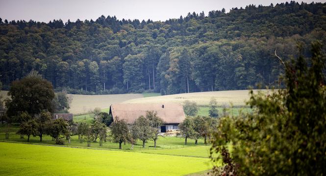 Oberwald und Unterwald, zwei gehï¿ï¾¶fte an der deutschen Grenze, fotografiert am Dienstag, 30. September 2025, in Hemmenthal. (Roberta Fele / Schaffhauser Nachricht