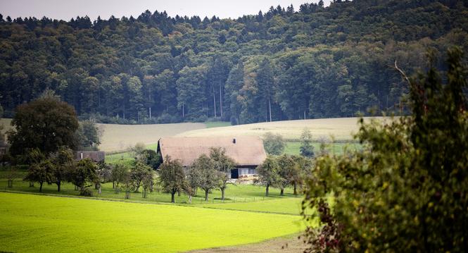 Oberwald und Unterwald, zwei gehï¿ï¾¶fte an der deutschen Grenze, fotografiert am Dienstag, 30. September 2025, in Hemmenthal. (Roberta Fele / Schaffhauser Nachricht