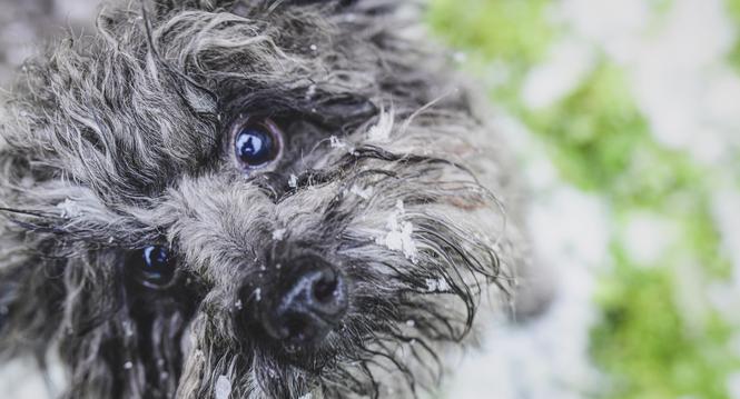 Dicke Schneeflocken fallen vom Himmel, Pepito der kleine Hund freuts sehr, er rennt und spielt im Kreuzgang, die Flocken bleiben schon in seinem flauschigen Fell haengen, frieren wird er kaum, am Dienstag, 17. Januar 2023. (Melanie Duchene / Schaffhauser 