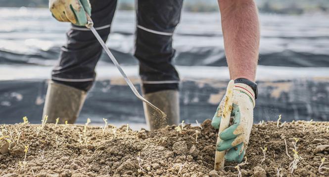 Themenbild zur Spargelernte auf dem Flaacher Spargelhof, Gastarbeiter aus verschiedenen Laendern ernten und verarbeiten die Spargeln, am Freitag, 29. April, 2022. (Melanie Duchene / Schaffhauser Nachrichten)