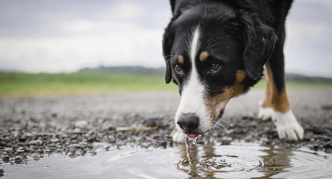 Blick in die Werkstatt von Bruno Hï¿ï¾¤rtenstein der fï¿ï¾¼r den Skulpturenweg von Naturpark Schaffhausen ein Reh aus Holz schnitzt und sï¿ï¾¤gt, Bild zeigt Hofhund, am Freitag, 23. Mai 2025. (Melanie Duchene / Schaffhauser N