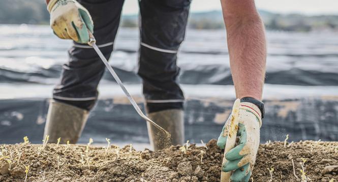 Themenbild zur Spargelernte auf dem Flaacher Spargelhof, Gastarbeiter aus verschiedenen Laendern ernten und verarbeiten die Spargeln, am Freitag, 29. April, 2022. (Melanie Duchene / Schaffhauser Nachrichten)