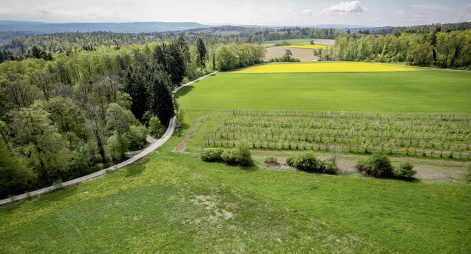 Drohneaufnahme vom blï¿ï¾¼henden Sortengarten auf dem Griesbach, am Mittwoch, 23. April 2025. (Melanie Duchene / Schaffhauser Nachricht