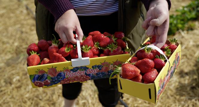 Auf dem Mï¿ï¾¼hlebachhof in Dachsen kann man Erdbeeren selber pflï¿ï¾¼cken - Inhaberin Salome Fï¿ï¾¼rst zeigt, wies geht. Fotografiert am Mittwoch, 20. Mai 2026 in Dachsen. (ENYA DALLE FESTE / SCHAFFHAUSER N