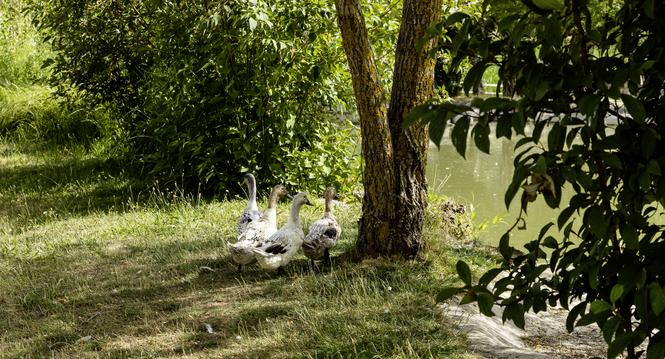Aus dem Teich neben der Badi Beringen ist eine Ente verschwunden. Ausserdem lagen viele Steine verteilt auf der Wiese., Mittwoch, 08.07.2026, Beringen (Roger Hofstetter/Schaffhauser Nachrichten)