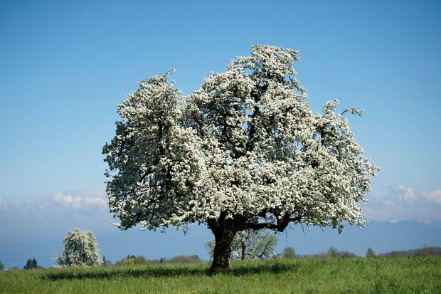 Ein blühender Apfelbaum Mitte April kurz vor dem Höhepunkt. Bild: Gian Ehrenzeller / KEYSTONE