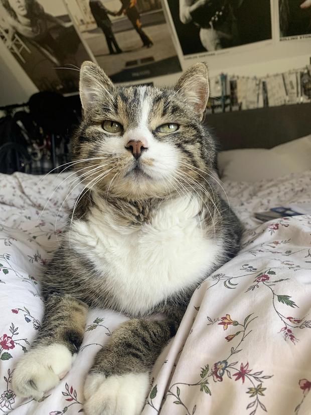 Die Polizei bittet weiter nach der Person, die den Kater getötet hat. Bild: zVg
