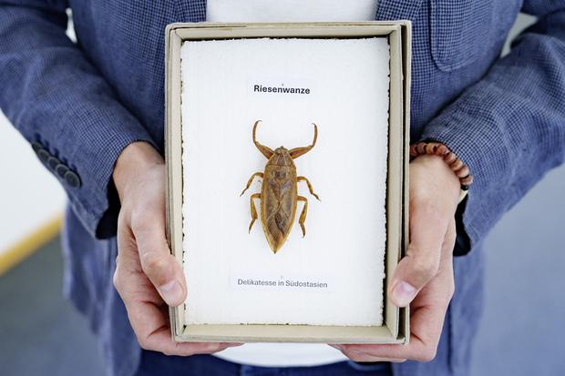 Der Tierfilmer, SRF Journalist und Krabbeltier-Kenner Bï¿ï¾¤hram Alagheband spricht im "Hï¿ï¾¼t im Gschprï¿ï¾¶ch" ï¿ï¾¼ber die Superkrï¿ï¾¤fte der Insekten. Fotografiert am Dienstag, 7. April 2026 in Schaffhausen. (ENYA 